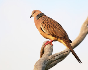 A Spotted Dove on a branch