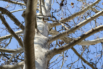 Tree trunk Platan. A metal hook bolted to a tree and ingrown into it. Human harm to wildlife.