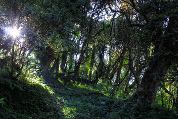 Vivid scenery of forest freshness