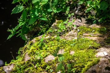 Vivid scenery of forest freshness