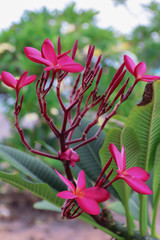 Beautiful colors of plumeria flowers