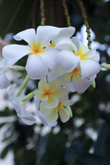 Beautiful colors of plumeria flowers
