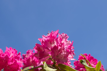 青空を背景に咲くシャクナゲの花