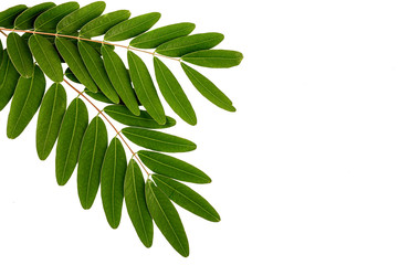 Branch with green leaves isolated on white. Tropical leaves