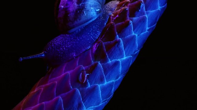 Snail on a leaf with isolated black backdrop, macro studio shot 4k