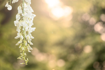 白い藤の花