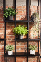 Indoor plants in pots on a shelf against the background of a red brick wall. Loft interior design