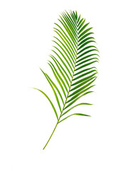 green palm leaf isolated on white background