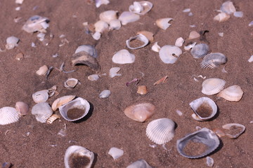 seashells on beach