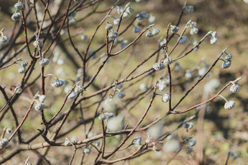ミツマタのつぼみ