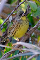 black faced bunting on branch