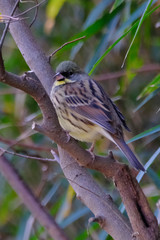 black faced bunting on branch