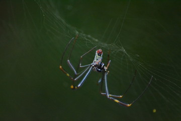 Araña sobre telaraña