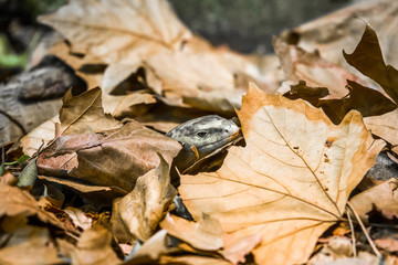 Leafy lizard