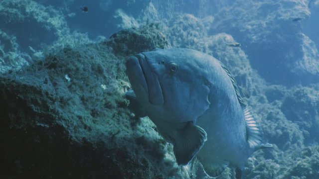 Big Grouper rests on reef rocks, underwater shot