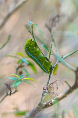 Oleander hawk moth caterpillar eating. Eye like structures, possibly for threatening the predators. Seen at the island of Ko Lanta in the south of Thailand