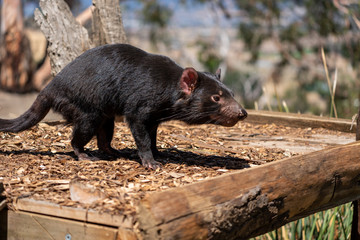 タスマニアデビル