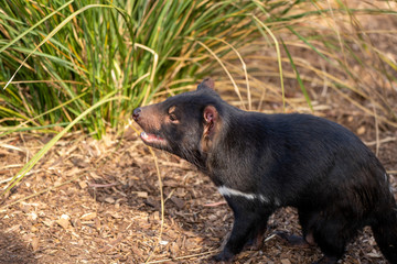タスマニアデビル