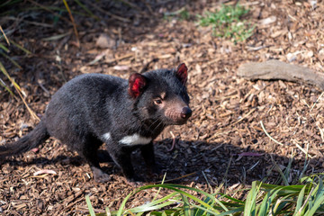 タスマニアデビル