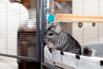 Chinchilla