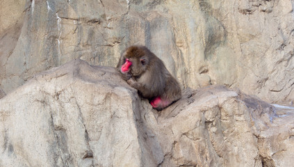 A japanese macaque sitting and leaning on a rock looking away to the side