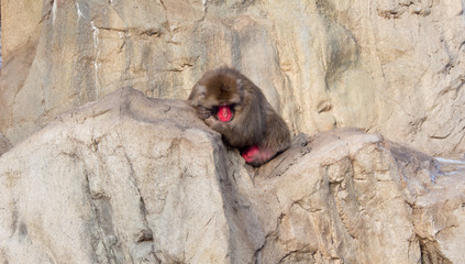 A japanese macaque sitting and leaning on a rock looking downwards