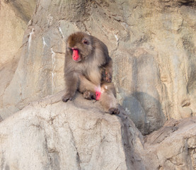 A japanese macaque sitting alone on a rock with its head turned downwards