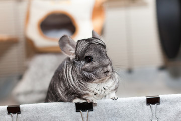 Chinchilla