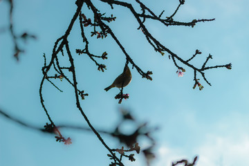 鳥の影