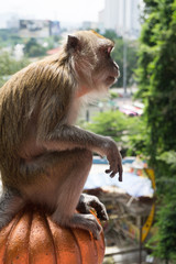 Long tailed macaque, Batu Caves, Malaysia