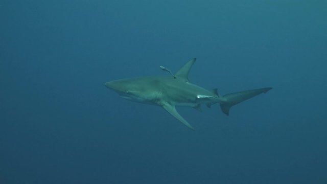 Shark in blue water accompanied by Sucker fishes, Indian Ocean