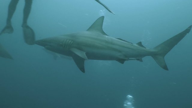 Group of sharks in open water environment, underwater shot