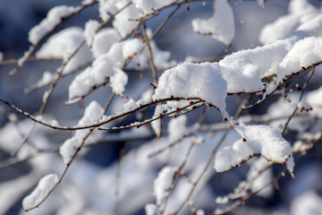 branches of trees covered with snow in winter