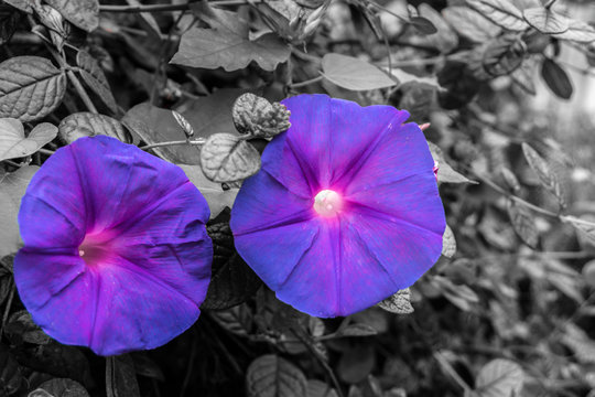 Beautiful violet bells with black and white background