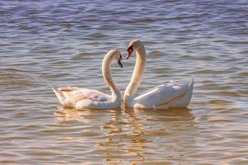 Two swans in love on a beautiful sunny day