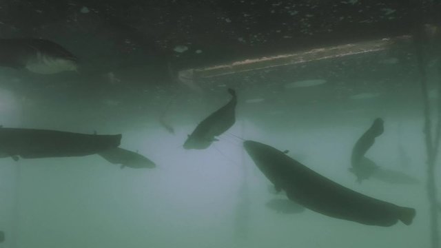 School of big Wels Catfish, underwater shot
