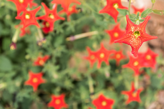 Red star flower