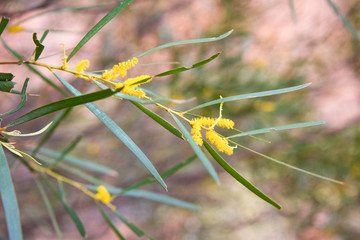 Yellow Wattle trees in nature