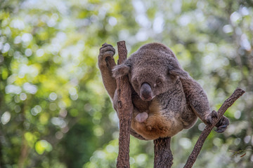 koala in tree