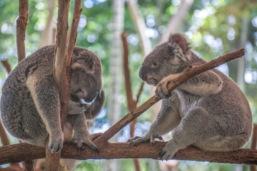 2 koalas on tree, one sleeping and another watching