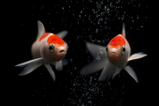 Butterfly Koi Fish With Water Bubles Isolated On White .