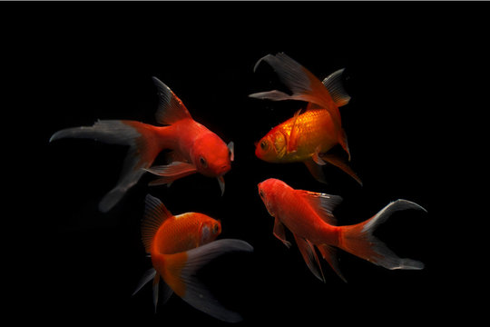 Butterfly Koi Fish Long Tail Isolated On Black .