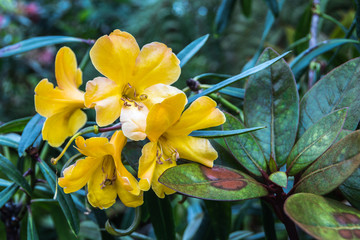 Beautiful yellow flower