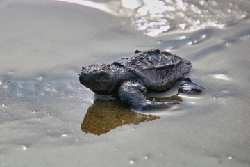 New born turtles going back to the ocean for the first time in Costa Rica