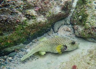Fish at the bottom of the ocean