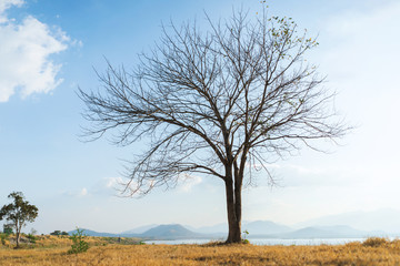 Large trees without leaves. Large trees that are shed leaves.