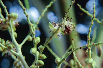 Apis florea on palm flower