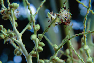 Apis florea on palm flower