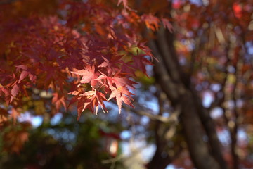 紅葉