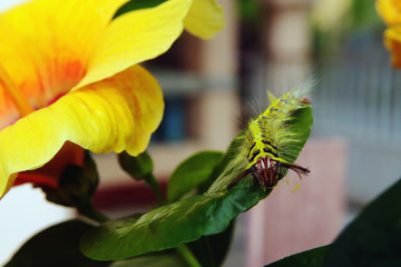 Yellow worms on flowers leaves in the garden